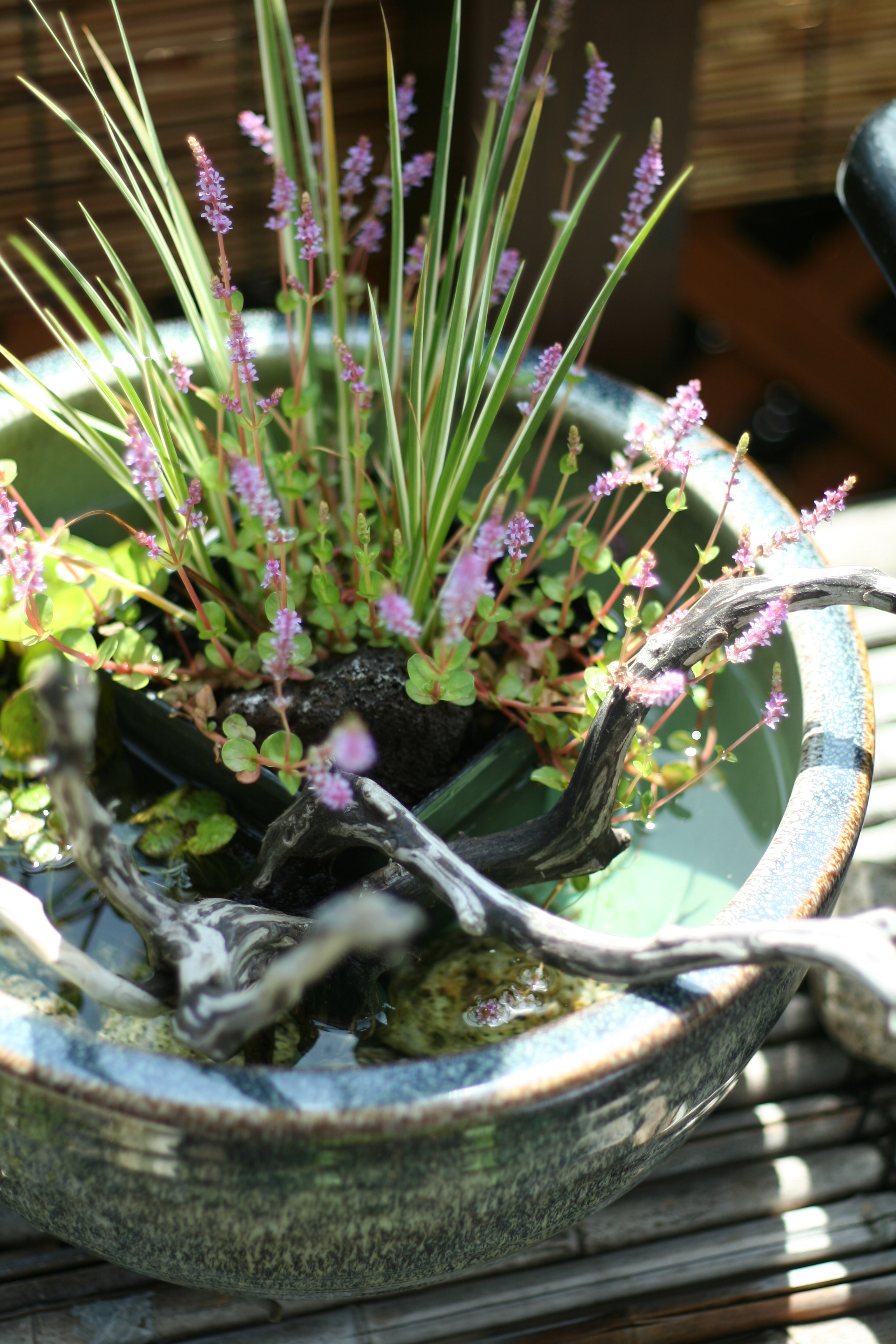 ビオトーブセット特集｜株式会社 杜若園芸