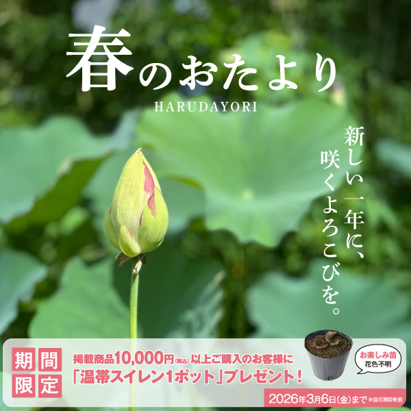 株式会社 杜若園芸｜水草の生産販売【通販ショップ】