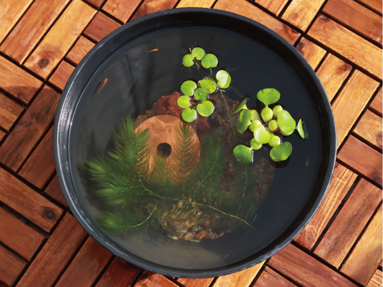 ビオトープ用浮き草パック003-0062イメージ