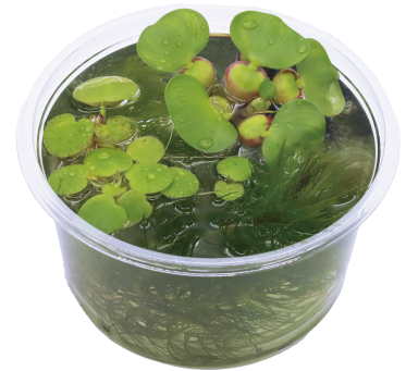 003-0062お届けイメージ