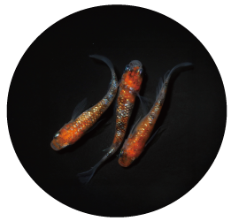 華簪松井ヒレ長画像