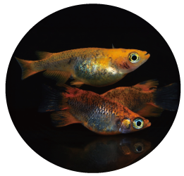 来光ダルマ画像