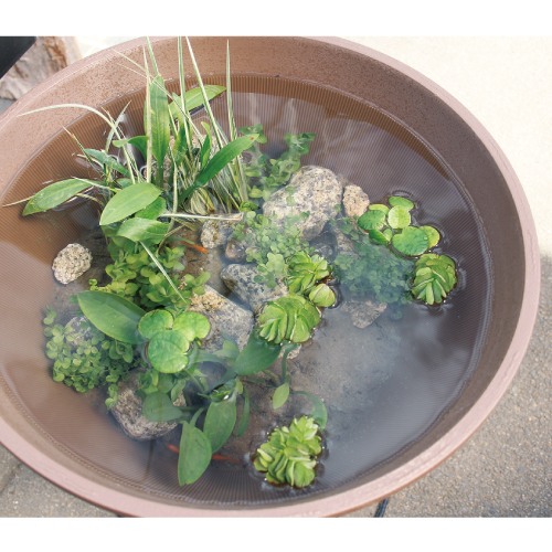 小さな本格ビオトープ作成キット