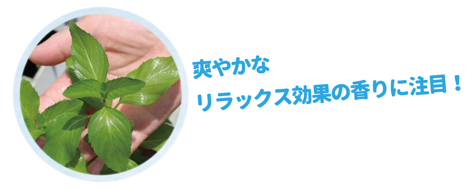 爽やかなリラックス効果の香りに注目！