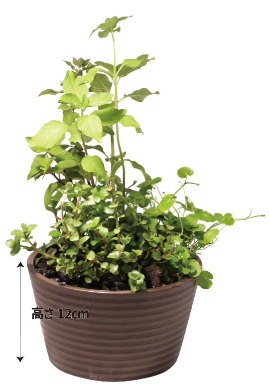 メダカ水草3種寄せ植え〔虫よけ〕