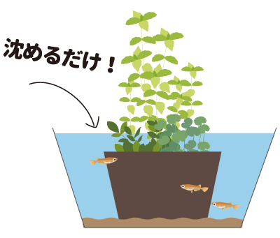 メダカ水草3種寄せ植え　沈めるだけ