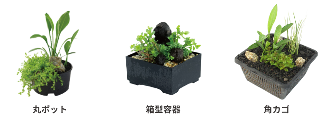 寒さに強い水草特集｜株式会社 杜若園芸