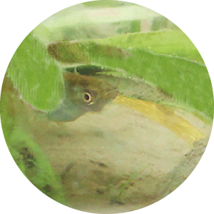 水草に隠れるメダカ