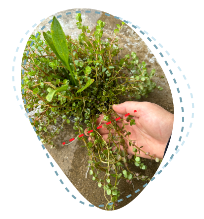 伸びた水草をカット1