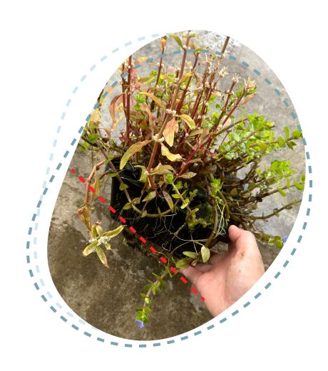 伸びた水草をカット2