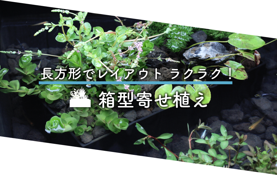 2023年 新商品特集｜株式会社 杜若園芸