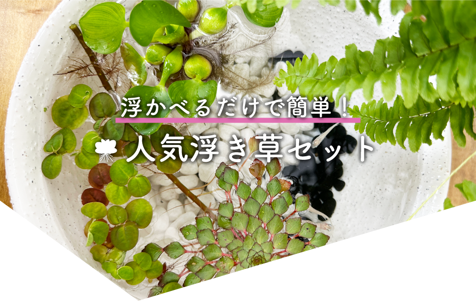2023年 新商品特集｜株式会社 杜若園芸