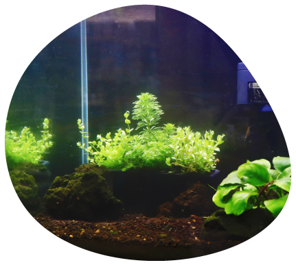 箱型寄せ植えを水槽に沈めるイメージ