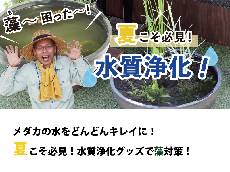 夏だより メダカ快適ビオトープキャンペーン