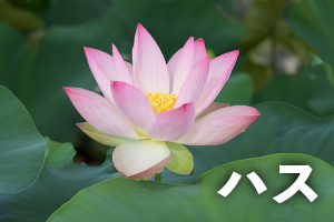 ハス