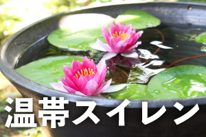 温帯スイレン