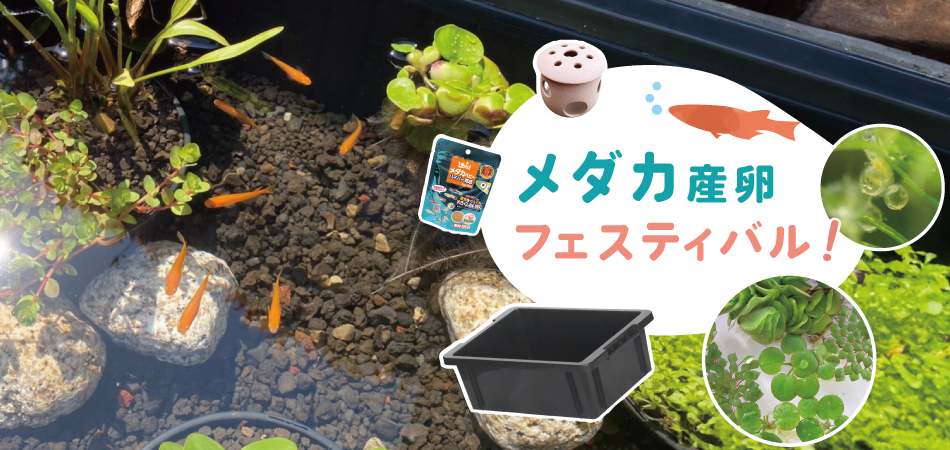 メダカ産卵フェスティバル！