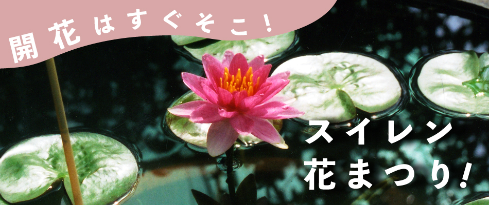 開花はすぐそこ！スイレン花まつり