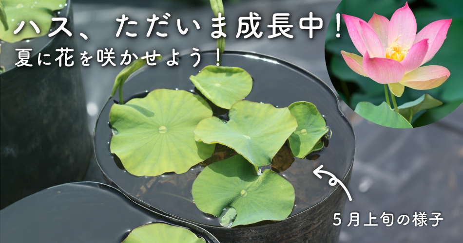 ハス、ただいま成長中！夏に花を咲かせよう！