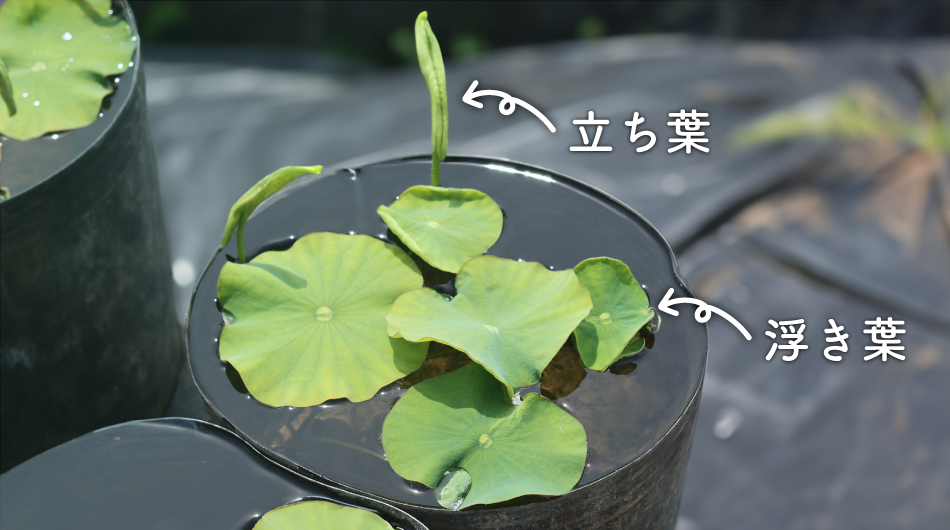 5月上旬のハスの状態