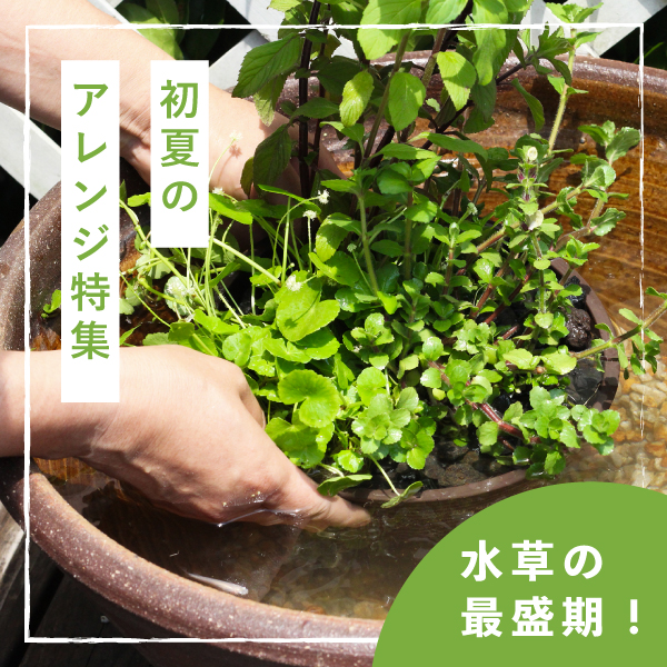 https://tojaku.itembox.cloud/item/image/202505_arrange_banner.jpg