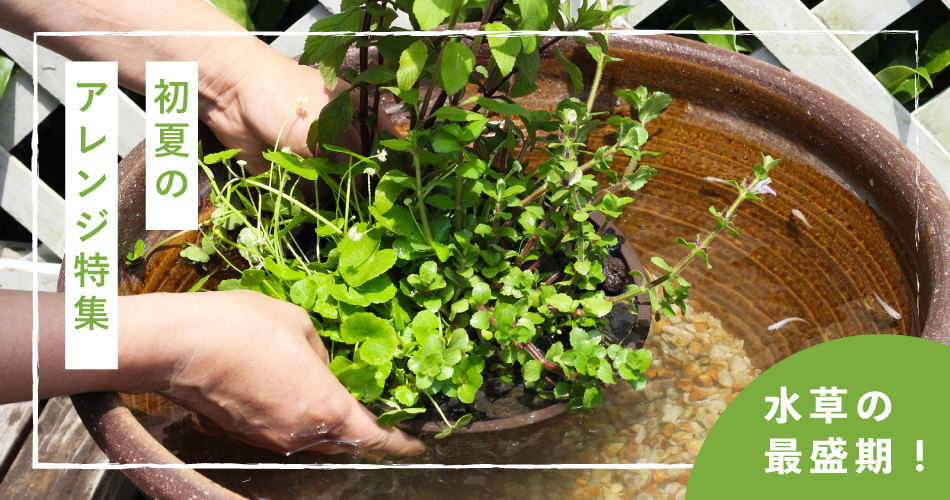初夏のアレンジ特集