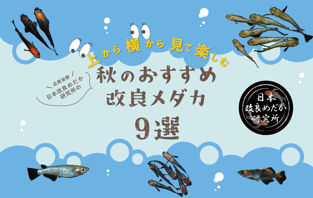 (受け渡し者決まりました)     メダカ飼育等　なごみ池　2個 メダカ飼育ノート | 株式会社誠文堂新光社