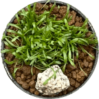 じゅうたん水草丸ポット植え(品種見計らい)