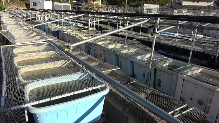 メダカ水槽の写真