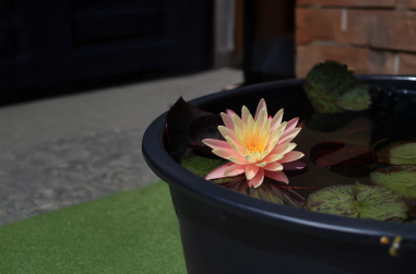 グレッグズオレンジビューティ開花イメージ