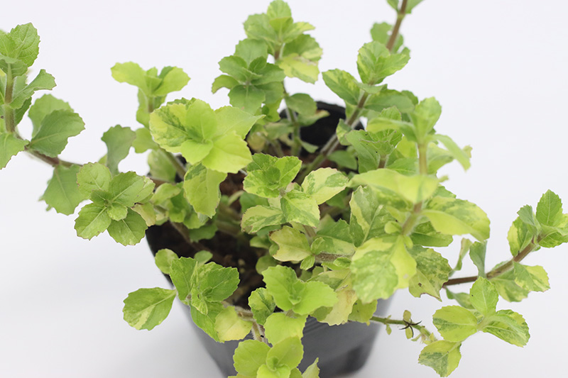 ハイグロフィラトリフロラ斑入りイメージ画像