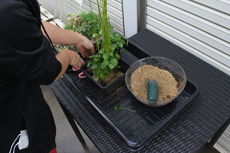 植え付けイメージ画像