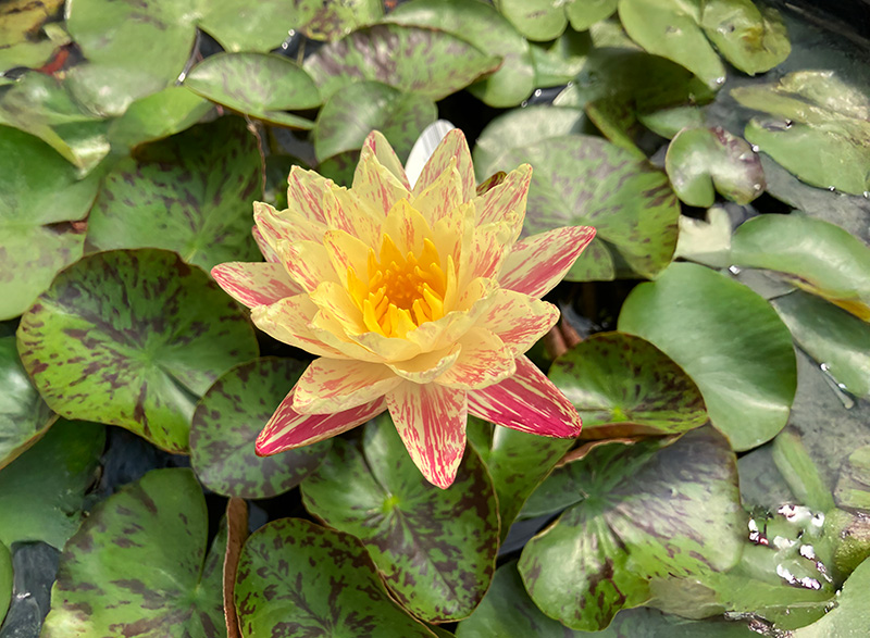 おすすめスイレン品種イメージ画像