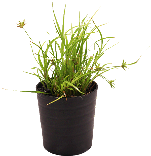 ジュンクレペンス