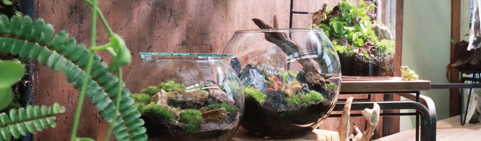 テラリウムとは？ヘッダー