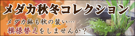 メダカの秋冬コレクション
