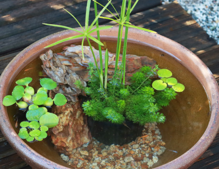 おすすめ寄せ植えイメージ画像