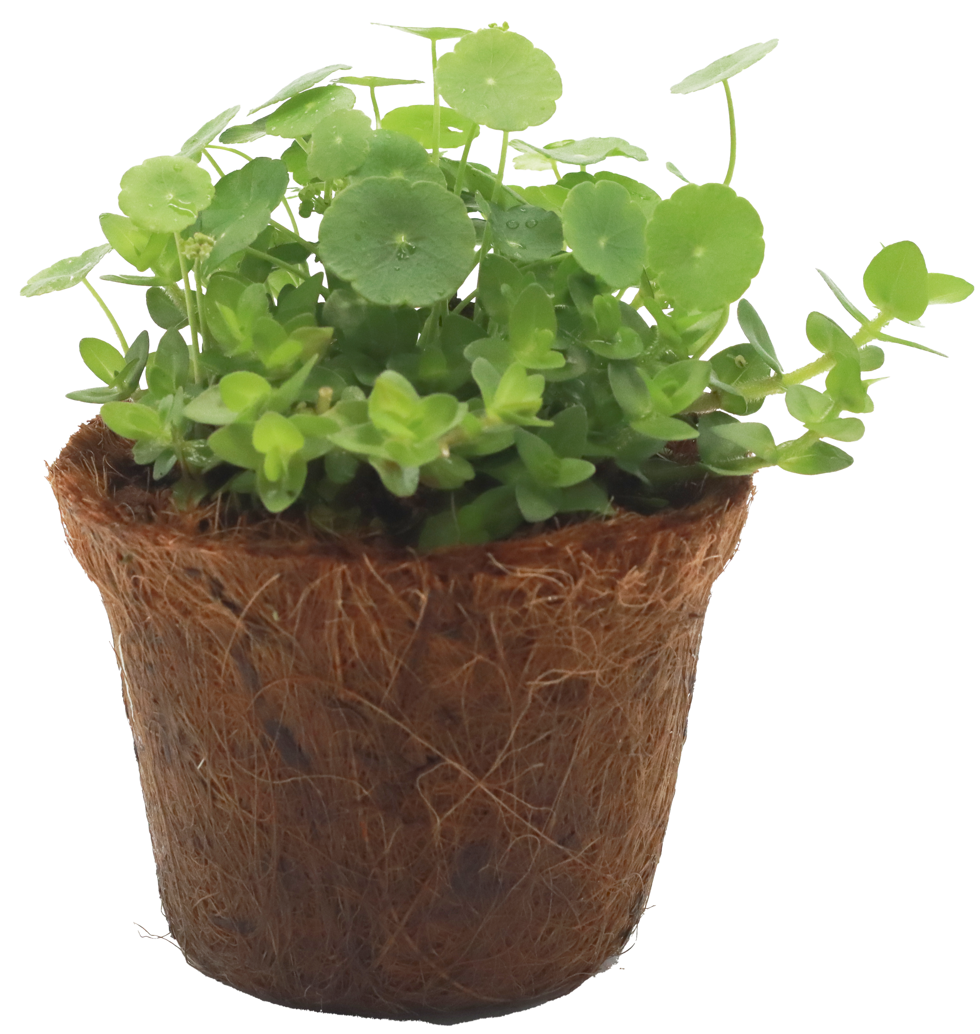 ar-0179お届けイメージ