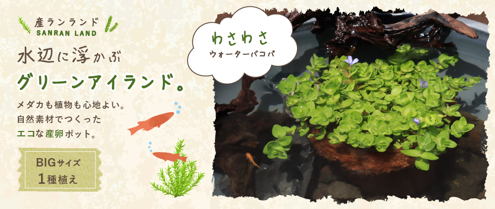 産卵ランドBIGウォーターバコパ_hero
