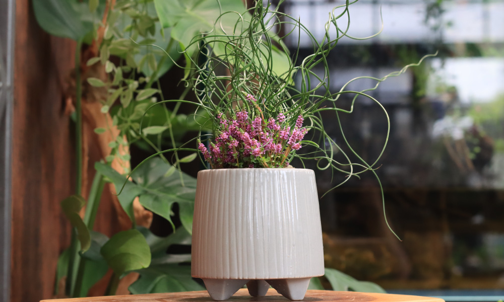 ラセンイとロタラスパイキーの寄せ植え