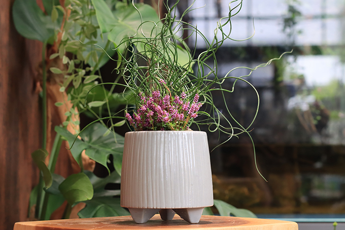 室内の緑と並べた水草アレンジ