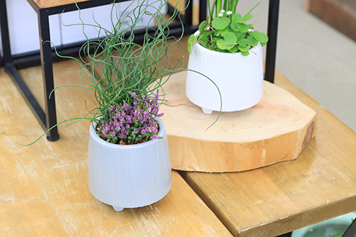 足つき陶器ポットに植えた水草アレンジ