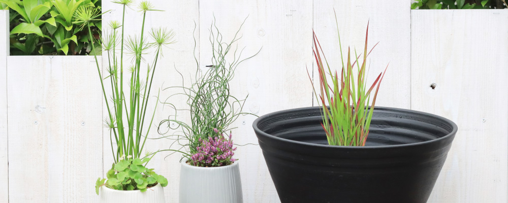 屋外に置いた水草アレンジ