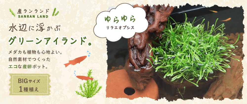 産卵ランドBIGリラエオプシス_hero