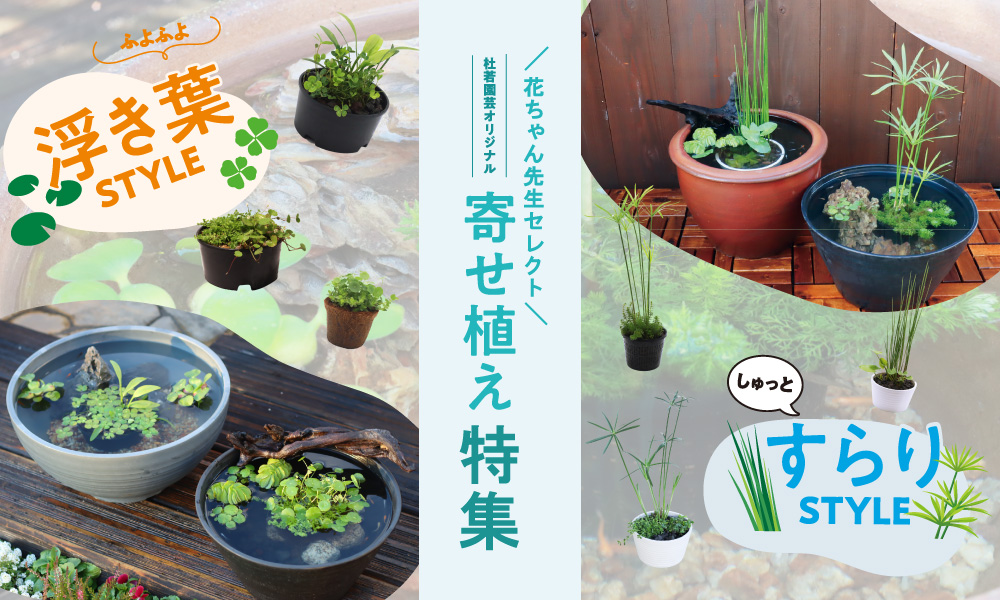 スタイル別寄せ植え特集トップバナー