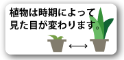 植物は時期によって見た目が変わります。