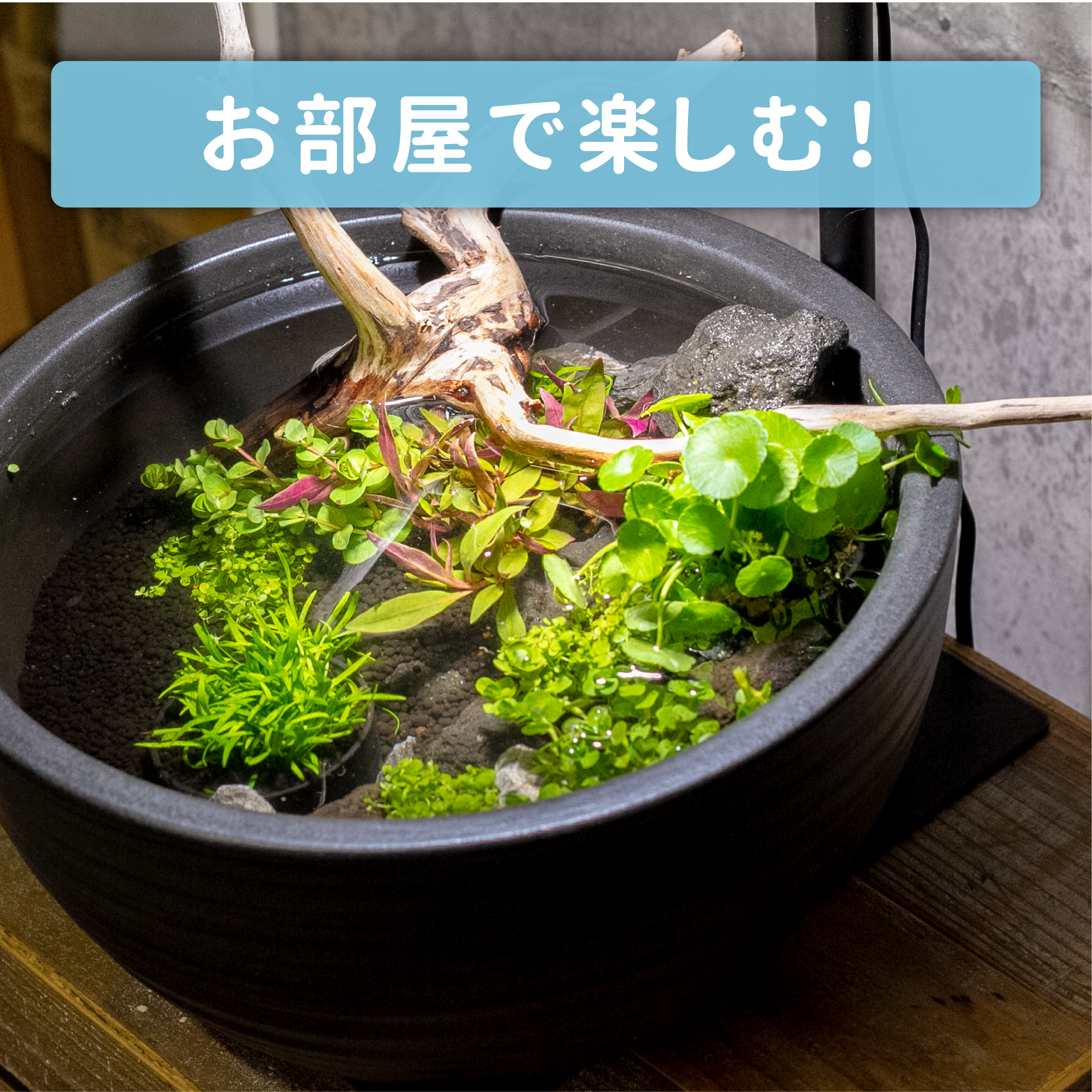 お部屋で楽しむ！