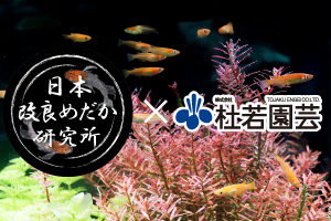 日め研メダカ