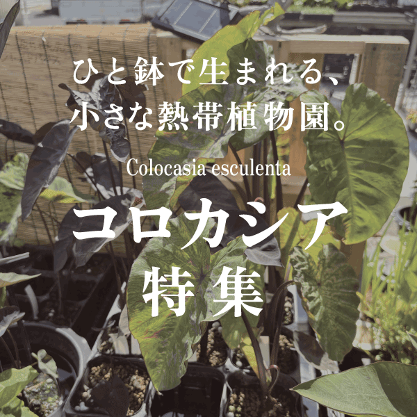 colocasia_feature_suqarebaner.png