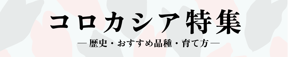 コロカシア特集ジャンプアイコン
